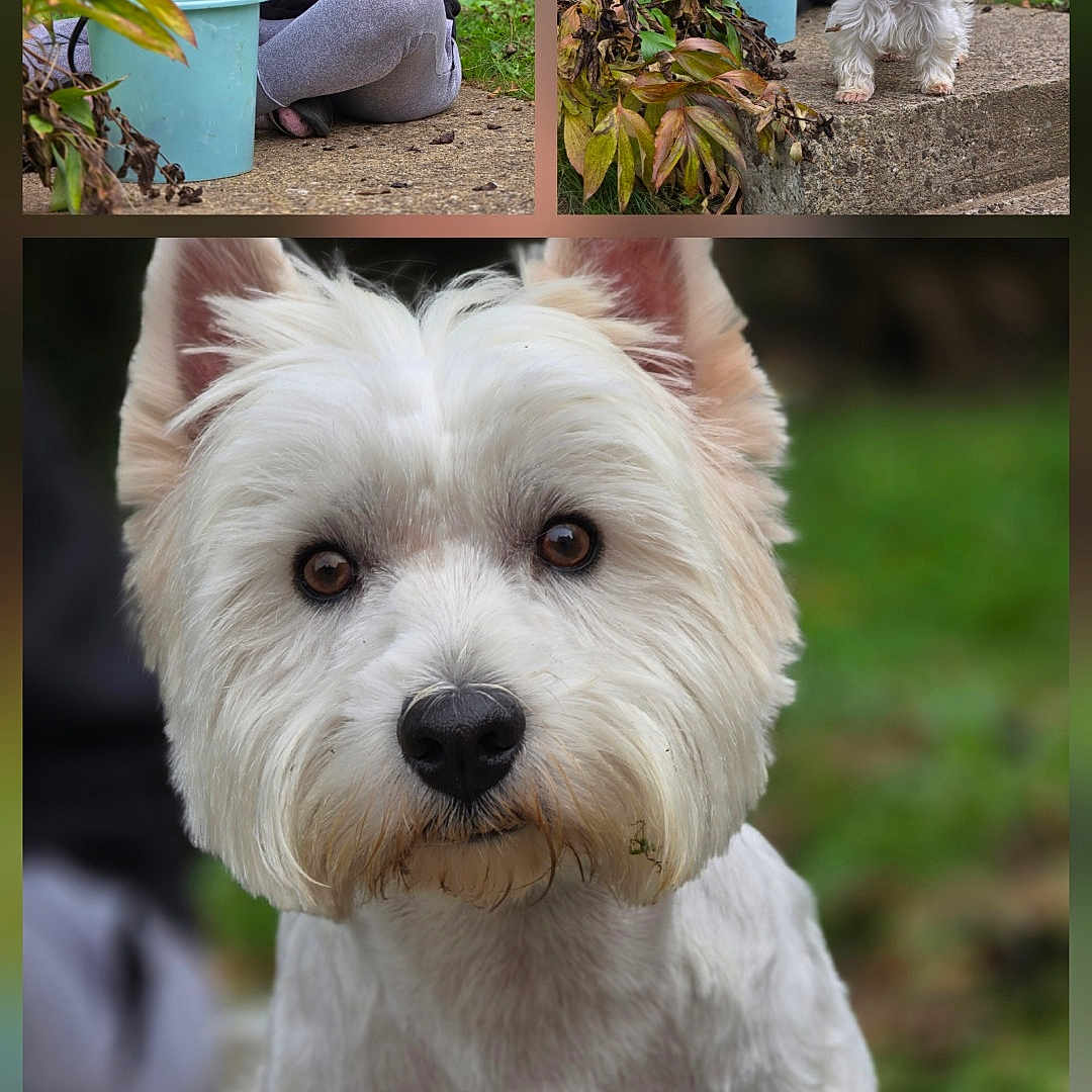 Shippie a rejoint le concours — aidez-le/la à gagner de superbes lots ! bucket, casual_clothing, close_up, concrete, curious, dog, gardening, glasses, gloves, grass, greenery, leaves, nature, outdoor, pet, plants, portrait, sitting, west_highland_white_terrier, woman