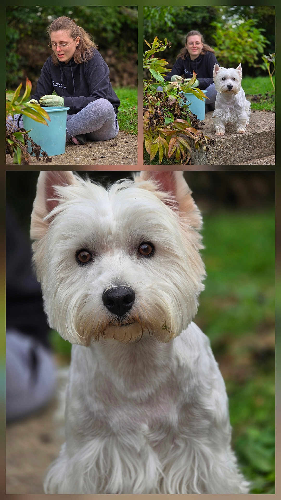 Shippie a rejoint le concours — aidez-le/la à gagner de superbes lots ! woman, dog, west_highland_white_terrier, gardening, gloves, bucket, plants, greenery, outdoor, nature, close_up, portrait, pet, grass, leaves, concrete, casual_clothing, glasses, sitting, curious