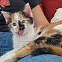 kitten, calico, cat, tongue_out, pet, lap, denim, jeans, person, arm, black_shirt, floral_pattern, couch, red_couch, white_pillow, furry, cute, indoor, relaxed, playful