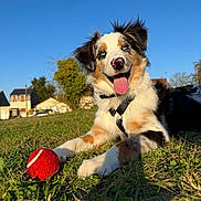Aïko participe au concours pour gagner de l'argent avec cette photo : dog, grass, tennis_ball, blue_sky, outdoor, happy, playful, animal, pet, nature, sunlight, daytime, fur, tongue, ears, collar, grass_field, house, tree, canine