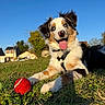 dog, grass, tennis_ball, blue_sky, outdoor, happy, playful, animal, pet, nature, sunlight, daytime, fur, tongue, ears, collar, grass_field, house, tree, canine
