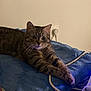 cat, tabby_cat, animal, pet, indoor, blanket, blue_blanket, power_outlet, cable, resting, lying_down, fur, whiskers, ears, curious, domestic_cat, striped, cozy, home, feline
