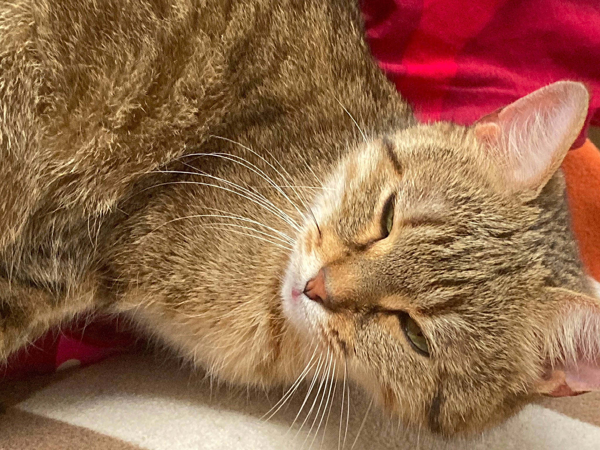 Chipie participe au concours pour gagner de l'argent avec cette photo : carnivore, cat, close_up, comfort, domestic_short_haired_cat, felidae, fur, nap, paw, sleep, small_to_medium_sized_cats, snout, whiskers