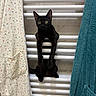 Nala a rejoint le concours — aidez-le/la à gagner de superbes lots ! black_cat, cat, feline, pet, animal, golden_eyes, long_legs, sitting, perched, radiator, towel, bathroom, indoor, portrait, staring, fur, ears, whiskers, acrobat, funny_pose