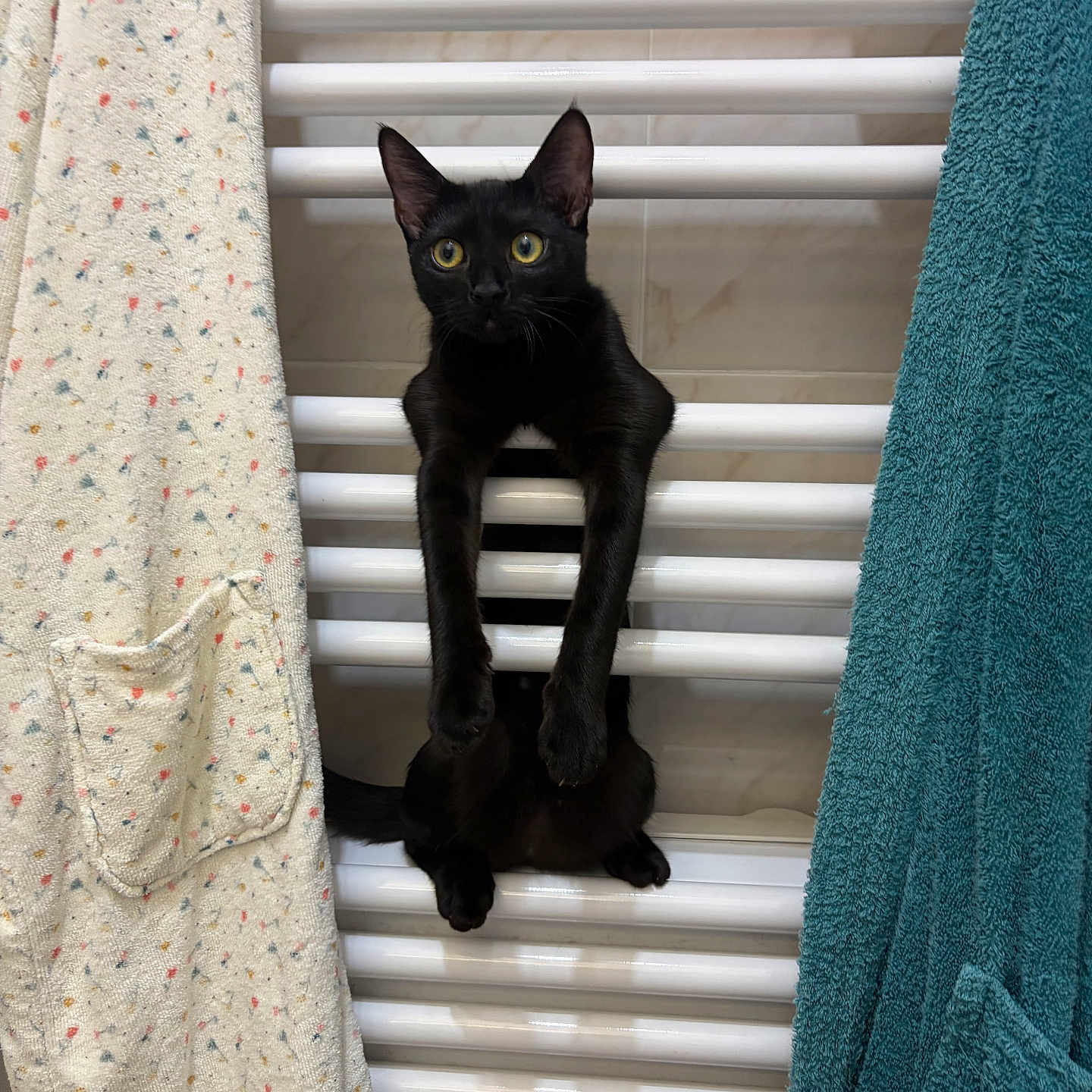 Nala a rejoint le concours — aidez-le/la à gagner de superbes lots ! black_cat, cat, feline, pet, animal, golden_eyes, long_legs, sitting, perched, radiator, towel, bathroom, indoor, portrait, staring, fur, ears, whiskers, acrobat, funny_pose