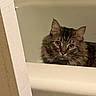 Handsome joined the competition — help win amazing prizes! animal, bathroom, bathtub, cat, curious, cute, domestic, ears, edge, eyes, feline, fluffy, fur, household, indoor, looking, mammal, pet, tabby, whiskers