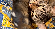 Handsome is registered to the contest to win money with this photo: animal, blanket, blue, cat, close_up, cozy, cute, feline, fur, indoor, pattern, paw, pet, pet_bed, relaxed, resting, sleeping, tabby_cat, whiskers, yellow