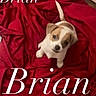 Brian is registered to the contest to win money with this photo: puppy, dog, small_dog, cute, pet, red_blanket, blanket, indoor, looking_up, fur, animal, young_dog, tail, ears, face, sitting, brown_and_white, portrait, canine, adorable