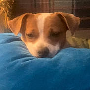 Brian joined the competition — help win amazing prizes! dog, puppy, resting, blue_cushion, indoor, cozy, brown_fur, white_fur, pet, animal, cute, sleepy, head, face, relax, comfort, soft, warm_light, furniture, domestic