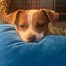 dog, puppy, resting, blue_cushion, indoor, cozy, brown_fur, white_fur, pet, animal, cute, sleepy, head, face, relax, comfort, soft, warm_light, furniture, domestic