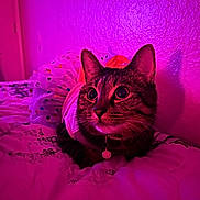 Nunu joined the competition — help win amazing prizes! cat, tabby, tutu, bed, pink_lighting, wide_eyes, indoor, pet, collar, cute, curious, feline, fur, whiskers, resting, colorful, playful, closeup, domestic_animal, animal
