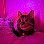 cat, tabby, tutu, bed, pink_lighting, wide_eyes, indoor, pet, collar, cute, curious, feline, fur, whiskers, resting, colorful, playful, closeup, domestic_animal, animal