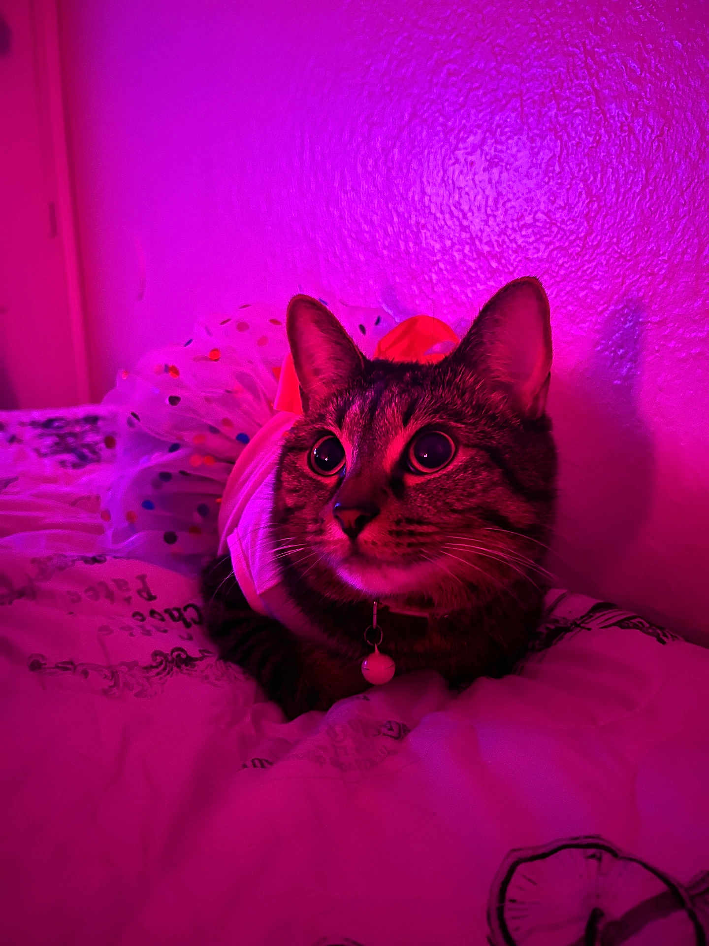 Nunu joined the competition — help win amazing prizes! cat, tabby, tutu, bed, pink_lighting, wide_eyes, indoor, pet, collar, cute, curious, feline, fur, whiskers, resting, colorful, playful, closeup, domestic_animal, animal