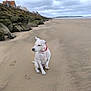 Jilda participe au concours pour gagner de l'argent avec cette photo : animal, beach, canine, cloudy_sky, coast, collar, daytime, dog, landscape, nature, outdoor, paws, pet, quiet, rocks, sand, sea, shoreline, solitude, walk