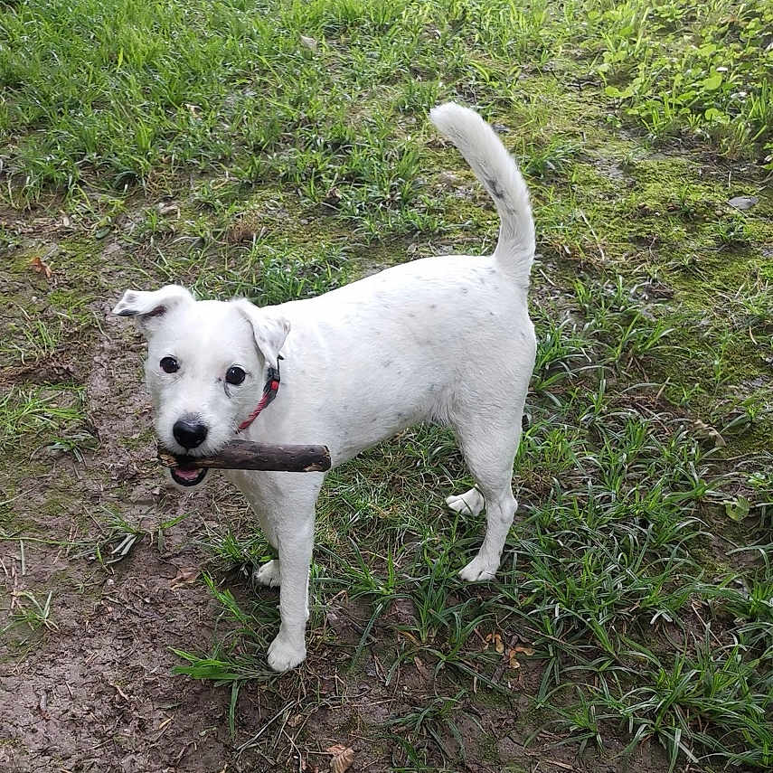 Jilda participe au concours pour gagner de l'argent avec cette photo : animal, canine, collar, cute, daylight, dog, ears, fur, grass, ground, looking, mud, nature, outdoor, pet, playful, standing, stick, tail, white_dog