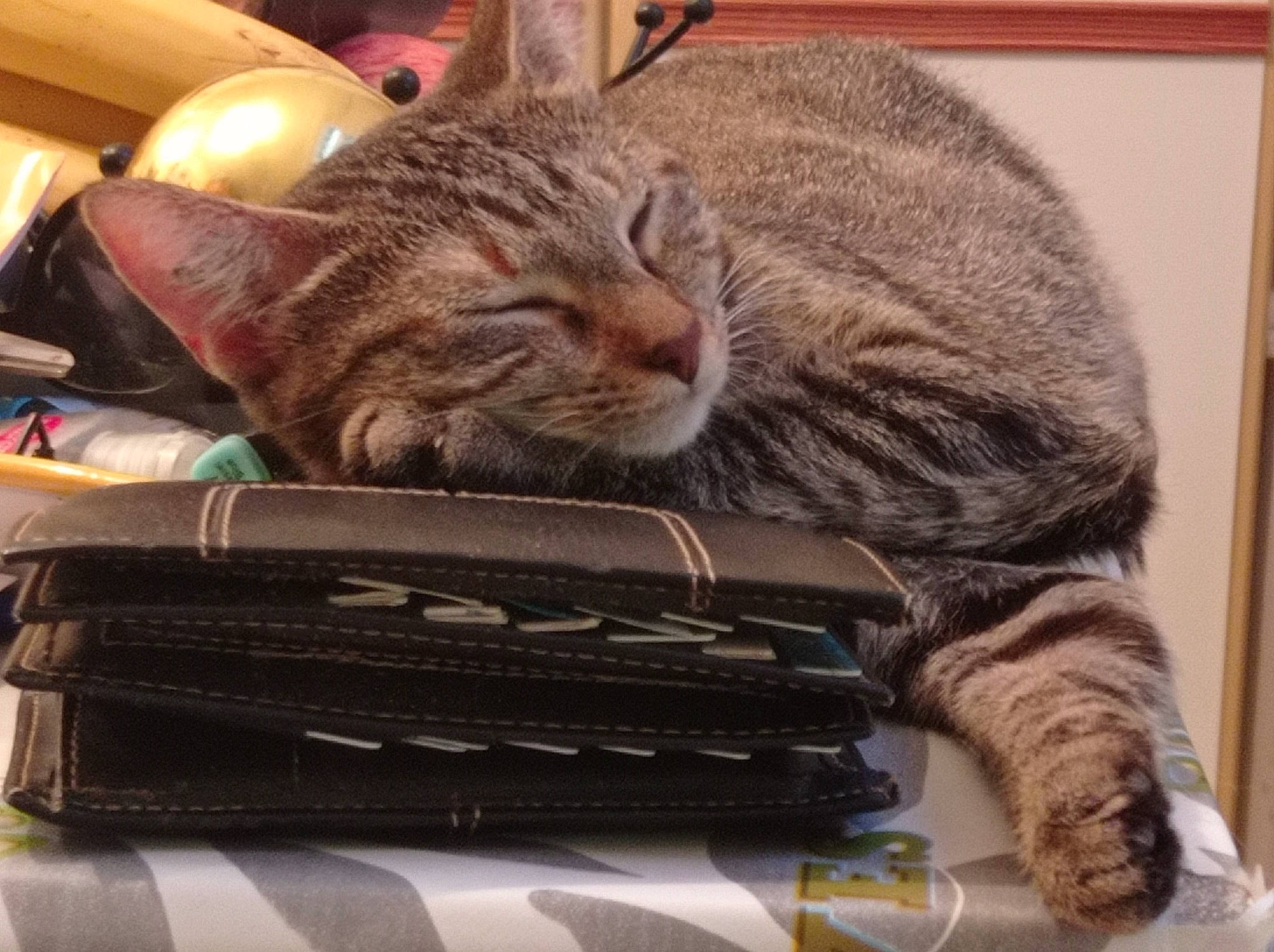 Soquette participe au concours pour gagner de l'argent avec cette photo : bag, carnivore, cat, claw, comfort, computer, computer_hardware, domestic_short_haired_cat, felidae, fur, laptop, metal, nap, netbook, office_equipment, paw, personal_computer, small_to_medium_sized_cats, snout, whiskers