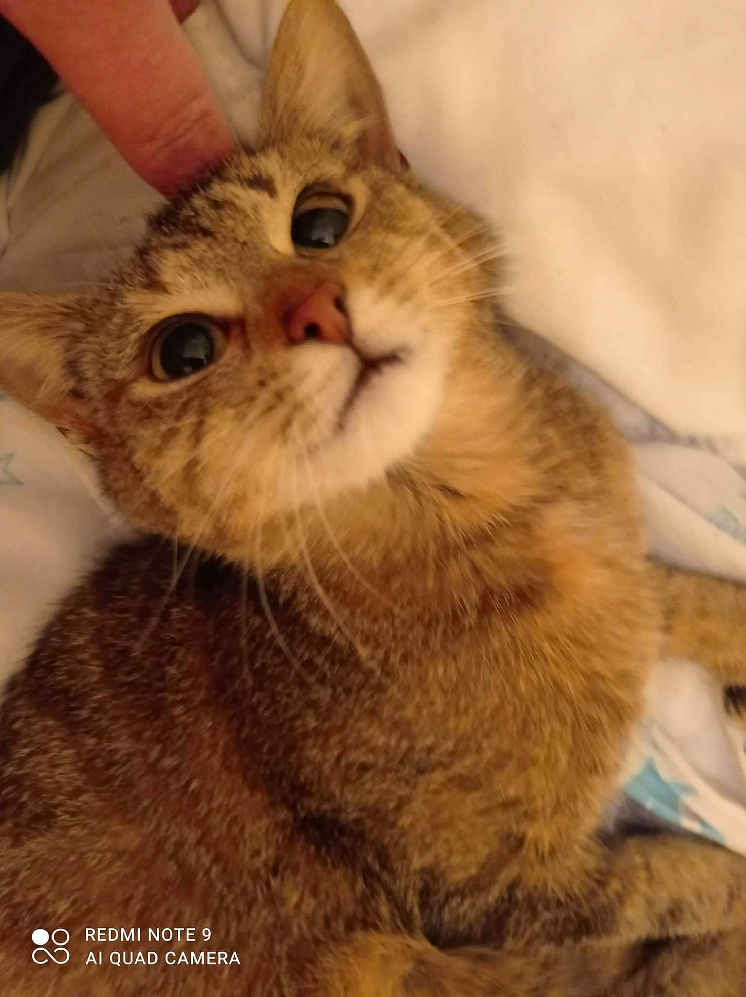 Soquette a rejoint le concours — aidez-le/la à gagner de superbes lots ! carnivore, cat, claw, domestic_short_haired_cat, ear, eye, fawn, felidae, fur, gesture, paw, photo_caption, small_to_medium_sized_cats, snout, tail, terrestrial_animal, whiskers, window