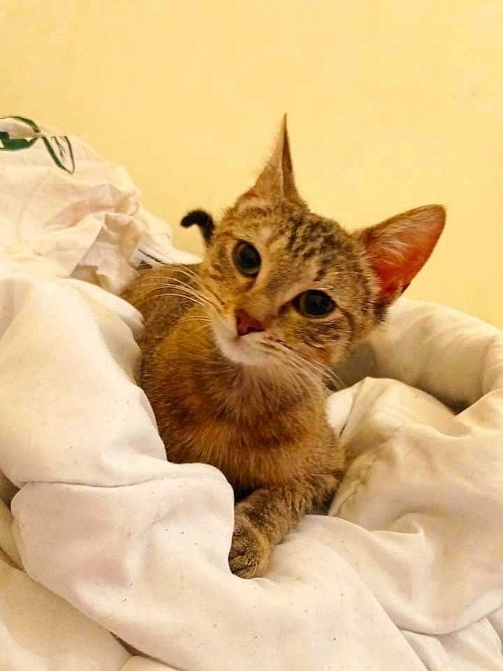 Soquette participe au concours pour gagner de l'argent avec cette photo : bed, carnivore, cat, claw, comfort, domestic_short_haired_cat, ear, eye, fawn, felidae, fur, gesture, head, linens, paw, small_to_medium_sized_cats, snout, tail, whiskers