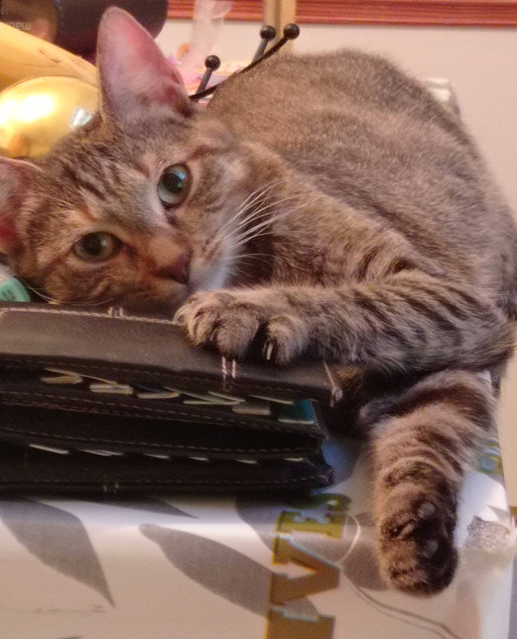 Soquette a rejoint le concours — aidez-le/la à gagner de superbes lots ! carnivore, cat, claw, comfort, computer, domestic_short_haired_cat, fawn, felidae, fur, input_device, laptop, paw, personal_computer, small_to_medium_sized_cats, snout, tail, terrestrial_animal, whiskers, wildlife