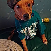 Buck joined the competition — help win amazing prizes! backward_cap, blanket, brown_fur, camouflage_hat, close_up, costume, dog, dog_face, fashion, funny, green_chair, home, indoors, necklace, pet, portrait, shirt, sitting, squeaky_toy, toy