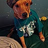 backward_cap, blanket, brown_fur, camouflage_hat, close_up, costume, dog, dog_face, fashion, funny, green_chair, home, indoors, necklace, pet, portrait, shirt, sitting, squeaky_toy, toy