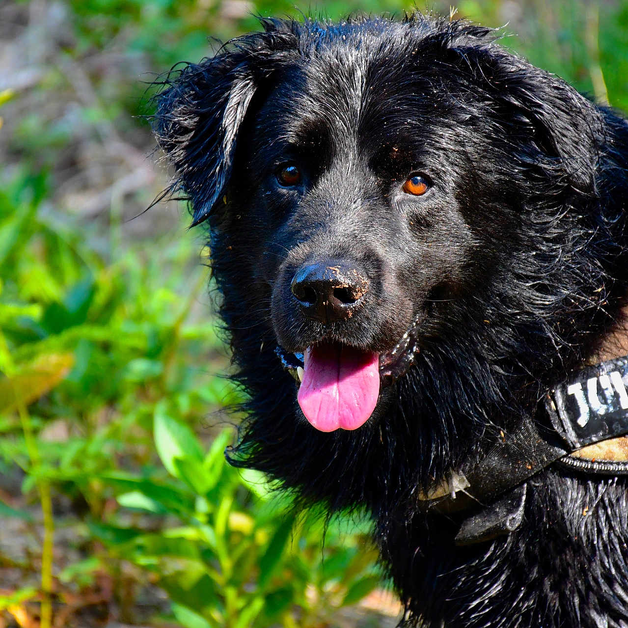 Mowgli a rejoint le concours — aidez-le/la à gagner de superbes lots ! accessories, animal, bodypart, canine, cockerspaniel, collar, dog, grass, labradorretriever, mouth, nature, newfoundland, outdoors, person, pet, plant, policedog, puppy, tongue, vegetation