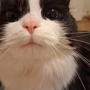 Marshall joined the competition — help win amazing prizes! cat, close_up, whiskers, pink_nose, fur, curious, indoor, pet, animal, black_and_white, cute, face, portrait, feline, soft, nose, eyes, close, attention, muzzle