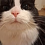 cat, close_up, whiskers, pink_nose, fur, curious, indoor, pet, animal, black_and_white, cute, face, portrait, feline, soft, nose, eyes, close, attention, muzzle