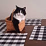 Marshall is registered to the contest to win money with this photo: animal, basket, black_and_white, cat, checkered_pattern, cozy, curious, domestic_animal, feline, fur, household, indoor, mammal, pet, placemats, relaxed, resting, table, whiskers, wooden_table
