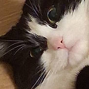 Marshall is registered to the contest to win money with this photo: animal, black_and_white, cat, close_up, cute, domestic_animal, eye, face, feline, fur, indoor, lying_down, mammal, nose, pet, portrait, relaxed, soft_surface, whiskers