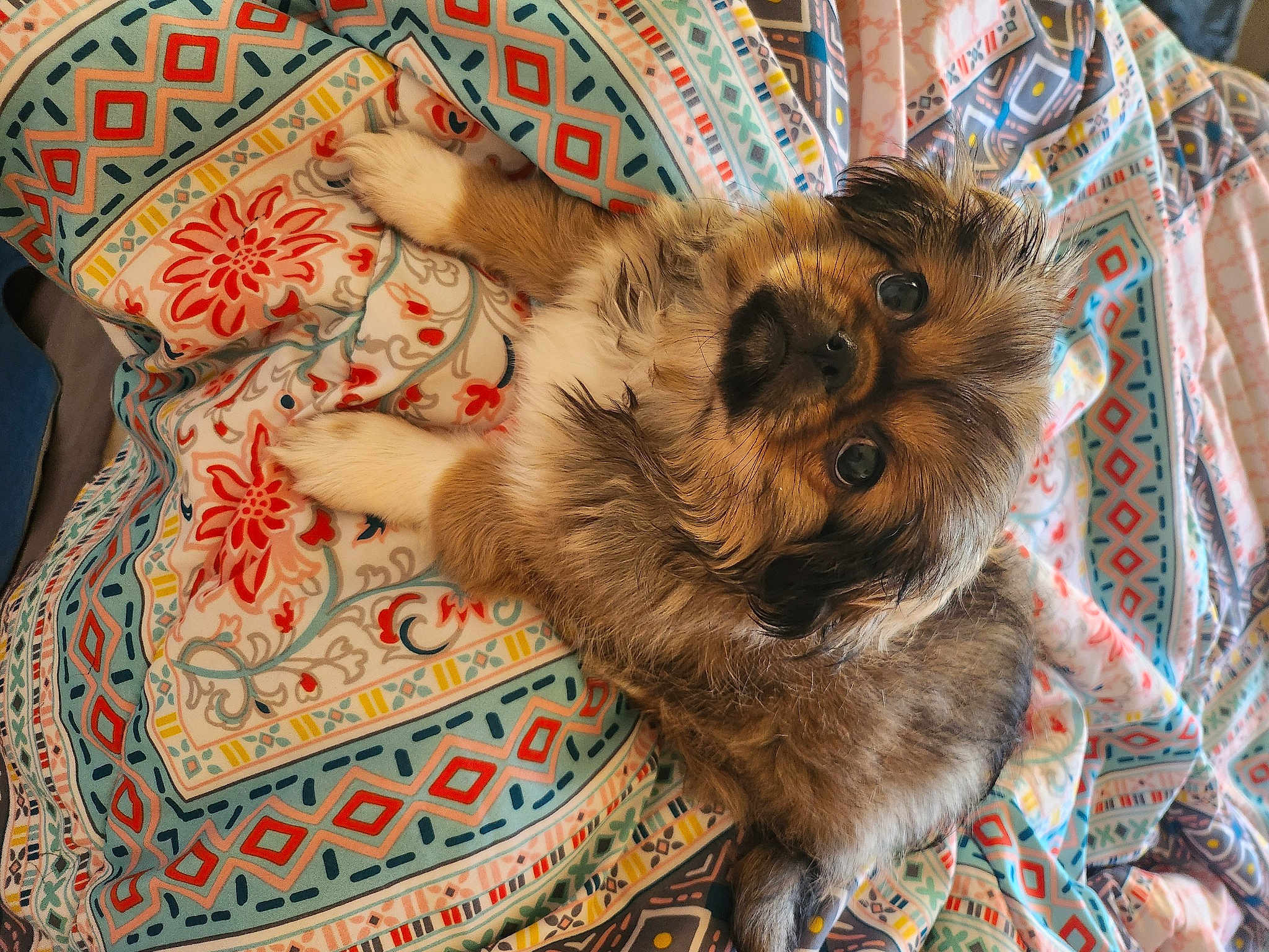 Lola