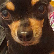 Freddie is registered to the contest to win money with this photo: dog, chihuahua, pet, close_up, black, brown, small_dog, animal, face, ears, eyes, snout, fur, indoor, curious, alert, companion, portrait, cute, canine
