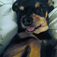 Freddie joined the competition — help win amazing prizes! dog, pet, close_up, black_and_tan, lying_down, tongue_out, pillow, floral_pattern, cute, animal, indoor, portrait, small_dog, relaxed, canine, fur, face, nose, ears, resting