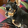 Freddie is registered to the contest to win money with this photo: dog, chihuahua, black_and_tan, pet, indoor, quilt, colorful, fur, closeup, animal, small_dog, cute, ears, eyes, nose, sitting, cozy, texture, background, portrait