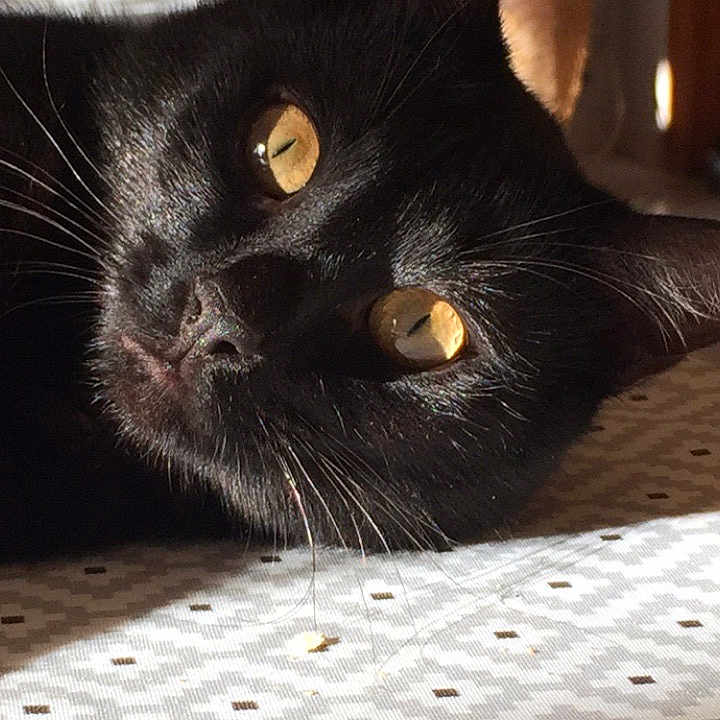 Mimi