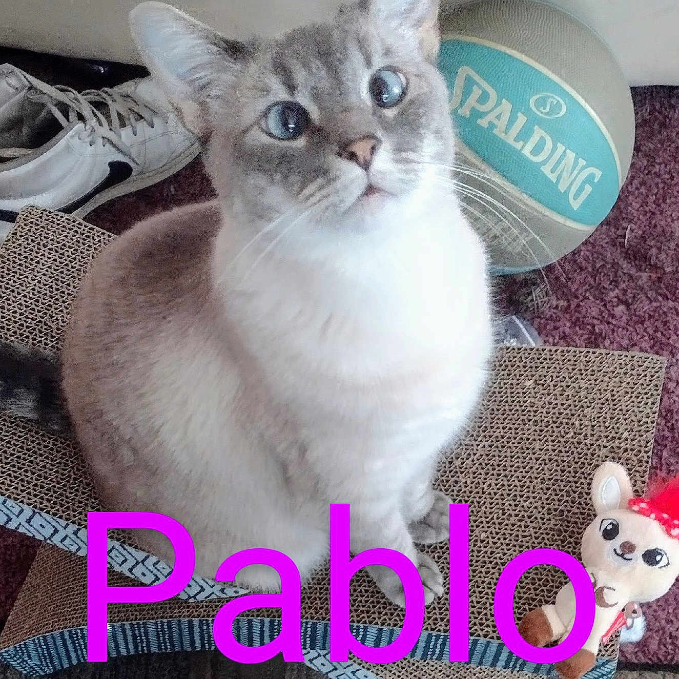 Pablo