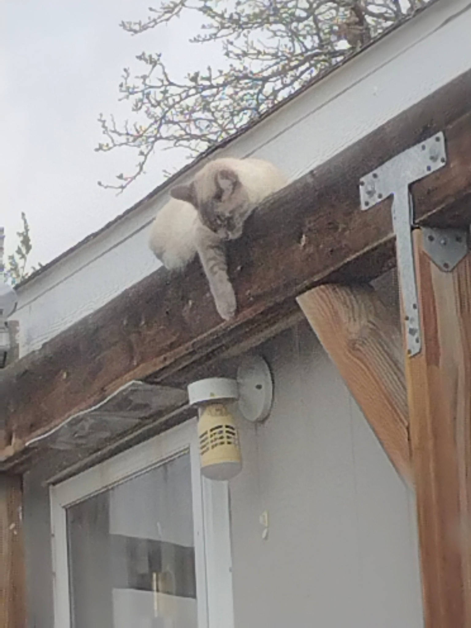 Pablo joined the competition — help win amazing prizes! art, beam, brickwork, building, composite_material, daylighting, facade, hardwood, home, house, molding, rain_gutter, roof, sash_window, sculpture, siding, sky, tree, window, wood