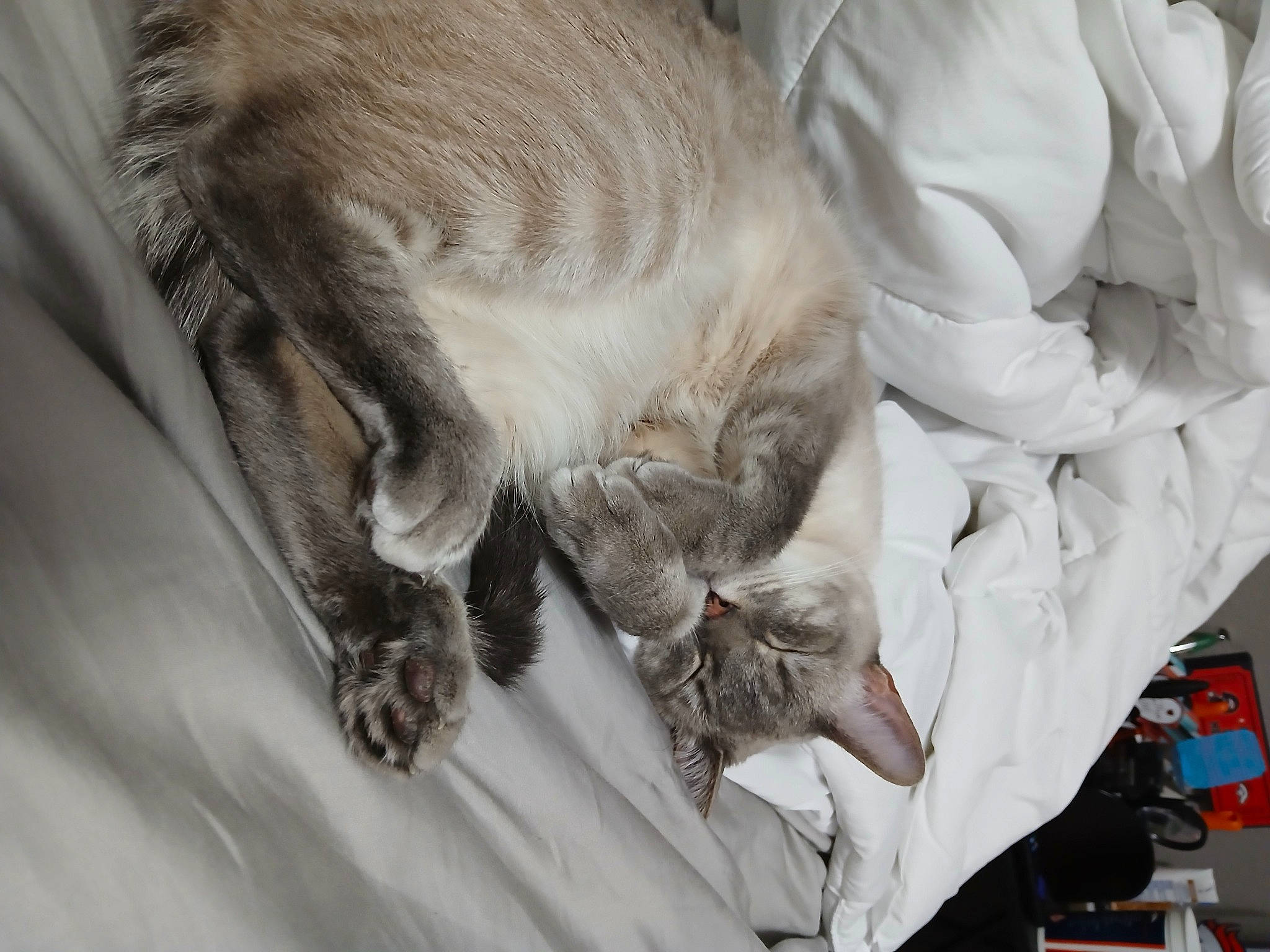 Pablo is registered to the contest to win money with this photo: carnivore, cat, claw, comfort, domestic_short_haired_cat, duvet, felidae, fur, linens, nap, paw, small_to_medium_sized_cats, tail, whiskers
