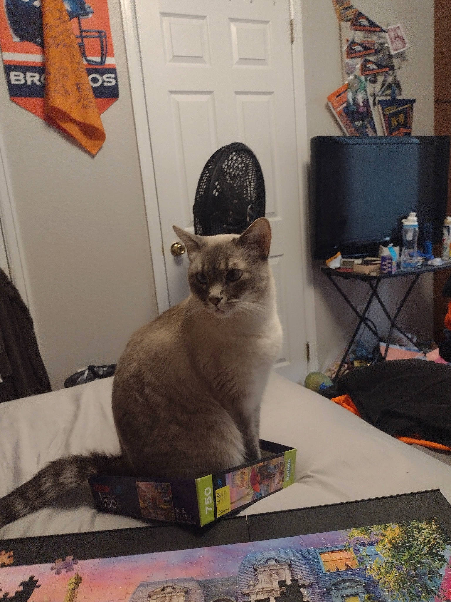 Pablo joined the competition — help win amazing prizes! carnivore, cat, comfort, couch, domestic_short_haired_cat, door, fawn, felidae, fur, grey, linens, picture_frame, room, sitting, small_to_medium_sized_cats, tail, tonkinese, whiskers, wood