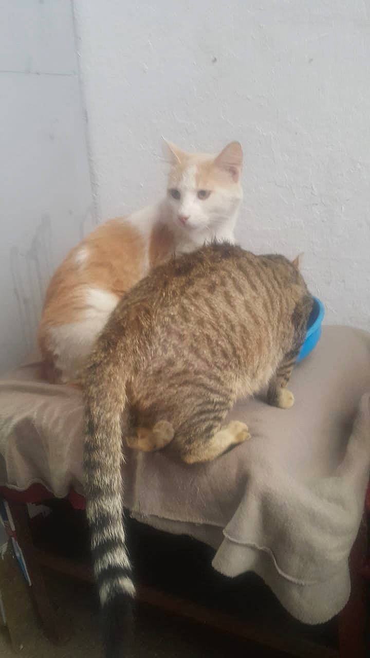 Blue a rejoint le concours — aidez-le/la à gagner de superbes lots ! carnivore, cat, claw, comfort, domestic_short_haired_cat, fawn, felidae, fur, kitten, paw, small_to_medium_sized_cats, tail, vertebrate, whiskers