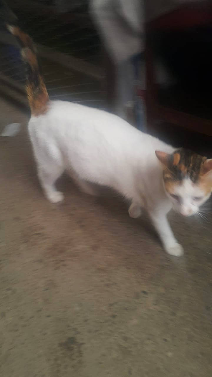 Blue participe au concours pour gagner de l'argent avec cette photo : carnivore, cat, domestic_short_haired_cat, fawn, felidae, fur, mammal, organism, paw, small_to_medium_sized_cats, snapshot, snout, tail, terrestrial_animal, vertebrate, whiskers