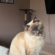 Alba participe au concours pour gagner de l'argent avec cette photo : cat, fluffy, blue_eyes, tongue_out, indoor, pet, feline, soft_surface, cat_tree, wall_art, cozy, cream_colored, curious, cute, domestic_cat, sitting, portrait, whiskers, furry, playful