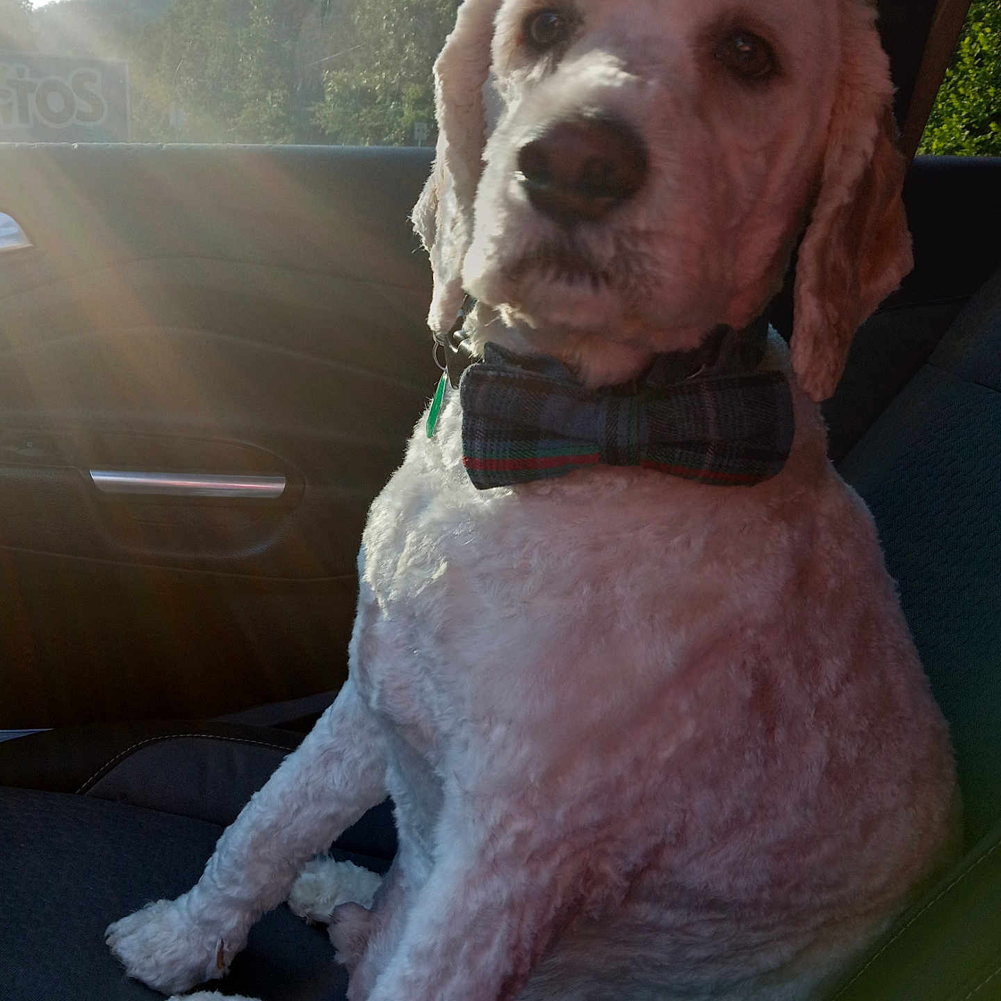 Stitch is registered to the contest to win money with this photo: accessories, animal, canine, cockerspaniel, couch, dog, flare, formalwear, furniture, hound, light, machine, pet, pointer, poodle, puppy, spoke, terrier, tie, whitedog