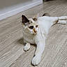 cat, indoor, wooden_floor, pet, animal, relaxed, feline, white_fur, brown_fur, flooring, domestic, laying_down, quiet, home, cute, mammal, whiskers, ears, paws, resting