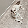 cat, feline, pet, indoor, floor, wooden_floor, curious, relaxed, animal, fur, tail, ears, whiskers, looking_up, home, comfort, domestic, light, texture, corner