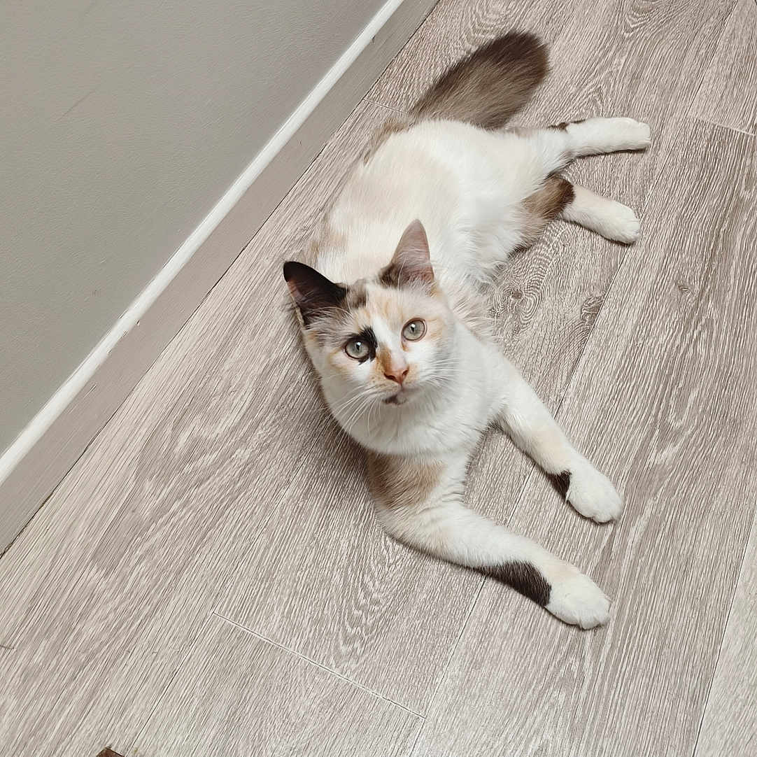 Bella