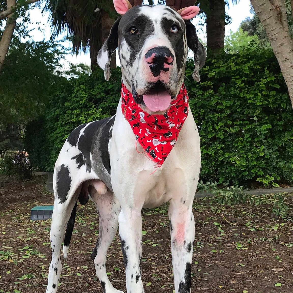 Drogo is registered to the contest to win money with this photo: carnivoran, dog, dog_breed, dog_like_mammal, great_dane, guard_dog, non_sporting_group, snout, tree, vertebrate