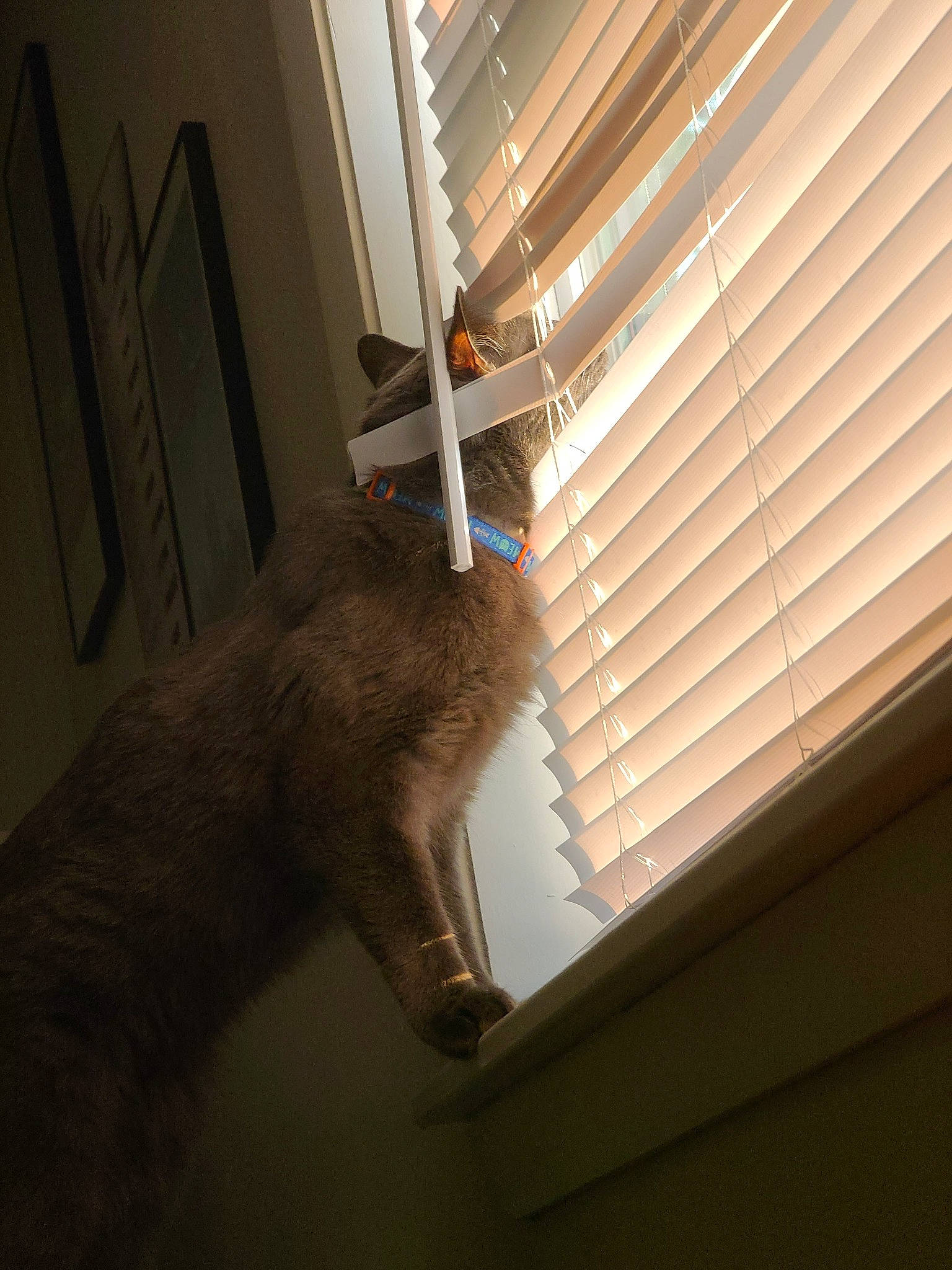 Bentley joined the competition — help win amazing prizes! carnivore, cat, ceiling, comfort, domestic_short_haired_cat, door, felidae, floor, flooring, hardwood, shade, small_to_medium_sized_cats, tail, tints_and_shades, whiskers, window, window_blind, window_covering, window_treatment, wood