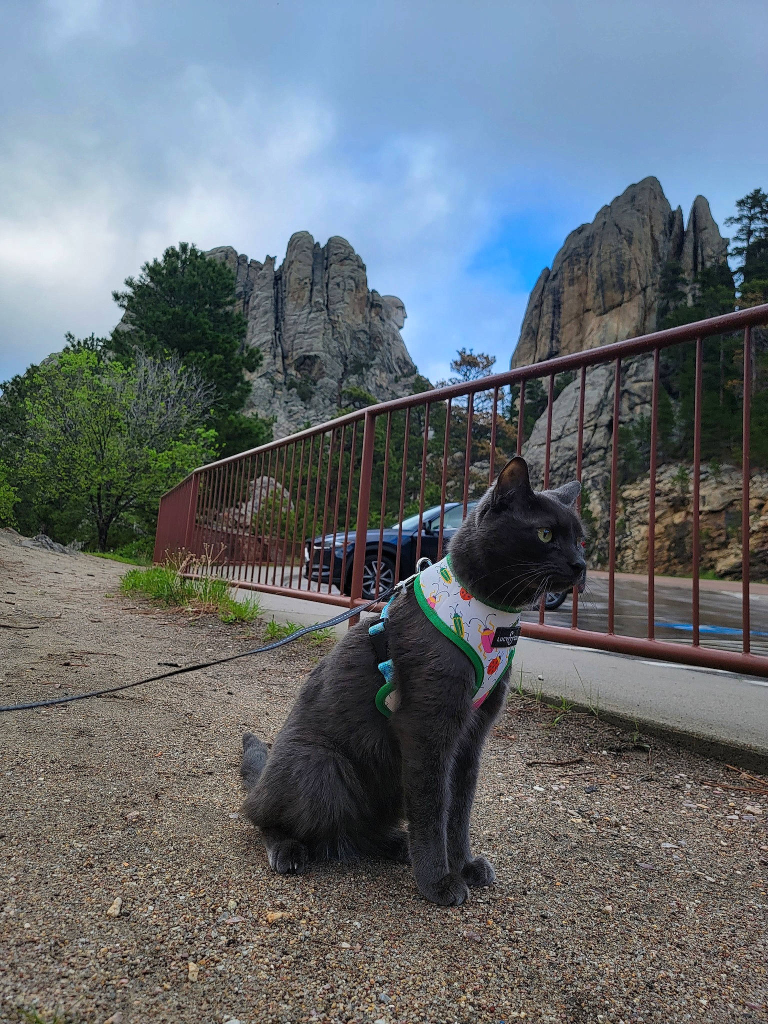 Bentley is registered to the contest to win money with this photo: asphalt, carnivore, cloud, collar, companion_dog, dog, dog_breed, dog_collar, electric_blue, felidae, fence, grass, leash, mountain, pet_supply, plant, sky, tail, tree, whiskers
