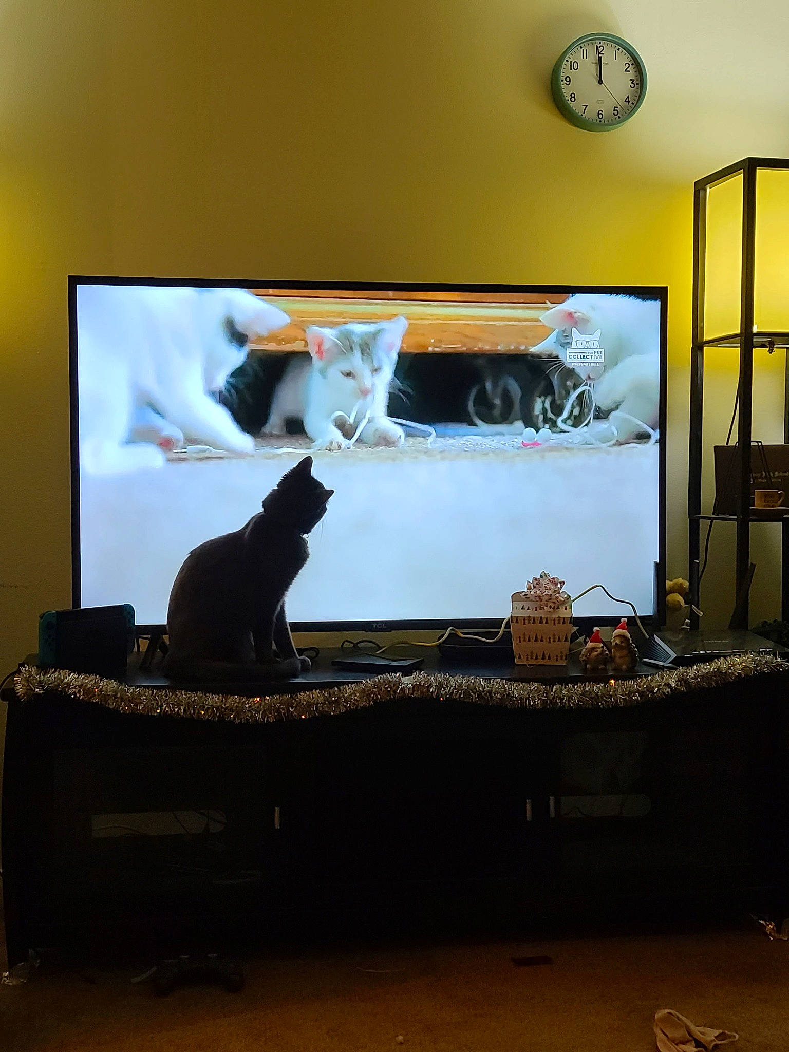 Bentley is registered to the contest to win money with this photo: carnivore, cat, clock, comfort, display_device, felidae, flat_panel_display, flooring, hardwood, interior_design, lighting, rectangle, room, small_to_medium_sized_cats, tail, television_set, wall, whiskers, window, wood